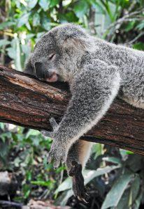 5+1 tipp az elalvas megkonnyitesere - koala alszik a fan