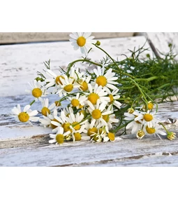 10 gyógynövény a pihentető alvásért