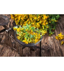 Orbáncfű, az Év Gyógynövénye