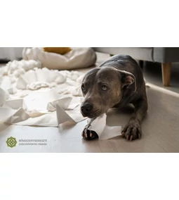 Tavaszi kutya allergia – így szabj gátat a tüneteknek!