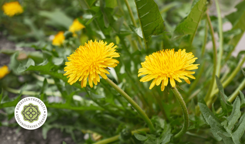 Gyermekláncfű_Bükki Gyógynövényes Párnák