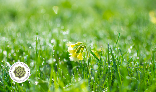 Kankalin_Bükki Gyógynövényes Párnák